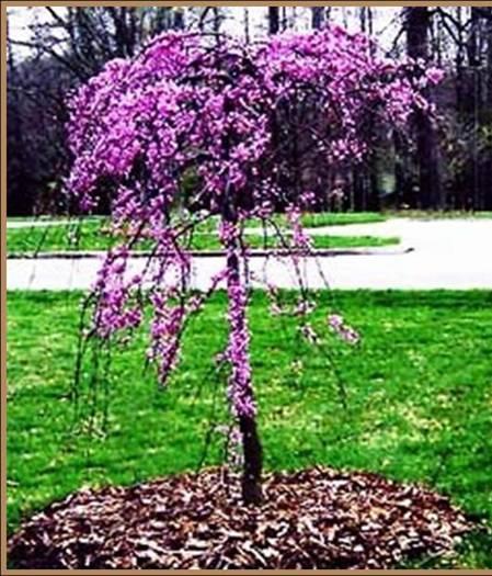 Cercis canadensis Covey PP 10328 Lavender Twist Redbud Foliage: Medium green Size: H 7 S 8 Fall color: Yellow Soil: Moist well drained; tolerates some