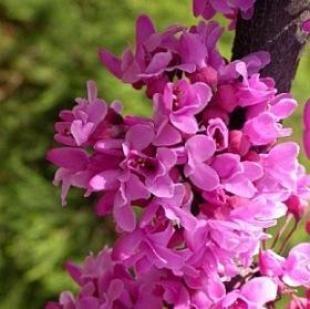 Cercis canadensis Forest Pansy Forest Pansy Redbud Foliage: Deep purple paling to