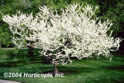 Cercis canadensis Alba White Eastern Redbud Foliage: Green Size: H 20-30 S 15-25 Fall color: Yellow Soil: Moist well drained; does well