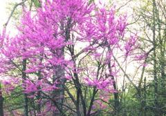 Cercis canadensis Eastern Redbud Foliage: Medium green Size: H 25 S 30 Fall color: Yellow Soil: Moist well drained will tolerate some drought and wet