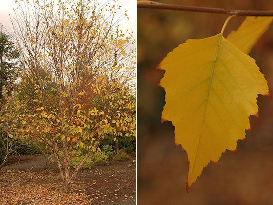 Betula nigra Little King Fox Valley Birch Foliage: Green Size: H 10 S 12 Fall color: Yellow Soil: Moist soil will tolerate