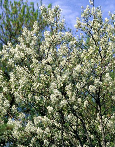 Amelanchier x grandiflora Cole s Select Cole s Select Serviceberry Foliage: Medium green, thicker, and glossier than others Size: H 20 S 15 Fall color: Orange-red Soil: