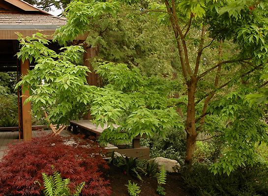 Acer triflorum Three Flower Maple Foliage: Dark green Size: H 20 S 20 Fall color: Yellow, orange and/or scarlet Soil: