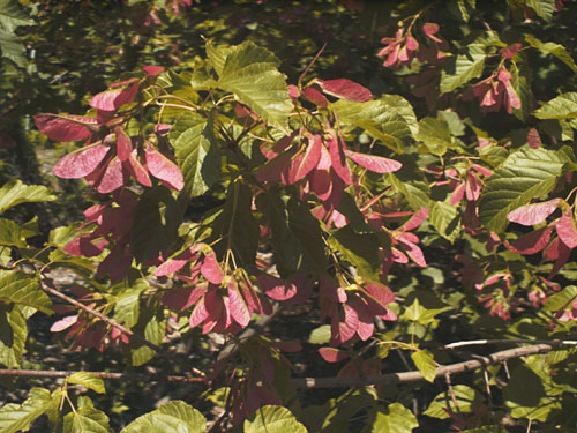 Acer tataricum Patdell Pattern Perfect Maple Foliage: Thick, dark green Size: H 20 S 15 Fall color: Orange-red Soil: