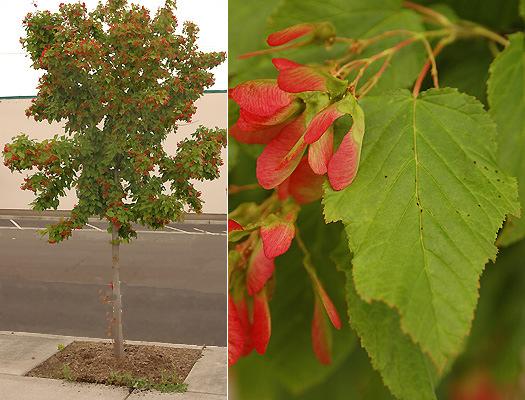 Acer tataricum Tatarian Maple Foliage: Medium green Size: H 15 S 15 Fall color: Yellow, red to reddish brown Soil: Moist well drained,