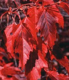 Acer ginnala Flame Flame Maple Foliage: Deep green Size: H 15-18 S 15-18 Fall color: Orange-red Soil: Moist, well drained, very