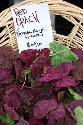 Orach Red Orach Green or purple leaves, serrate