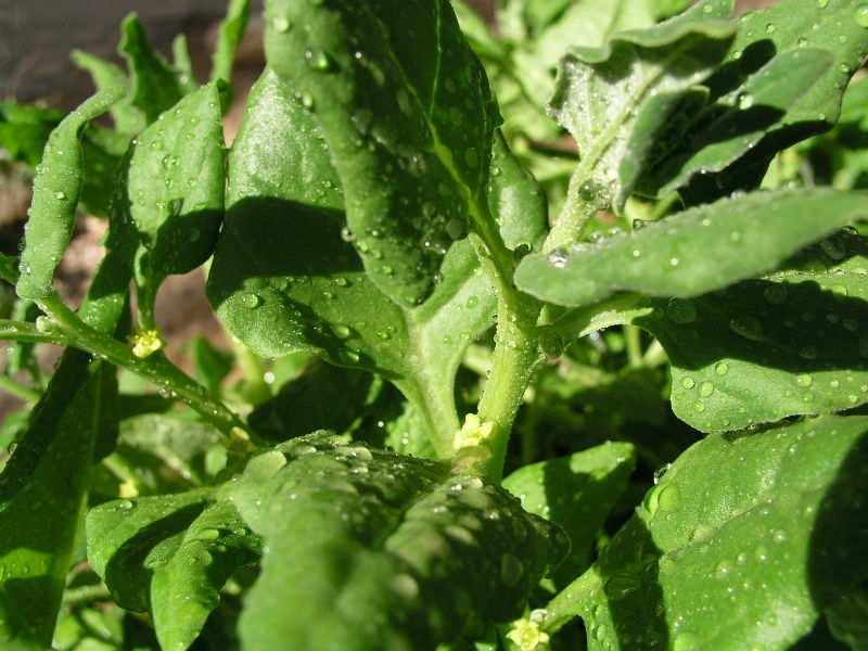 taste New Zealand Spinach Native to the