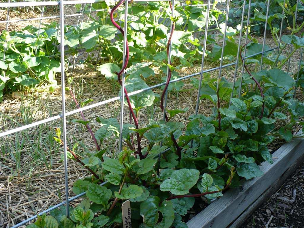 Malabar Spinach Vigorous vine Succulent and juicy Highly heat tolerant Getting Started with Salads