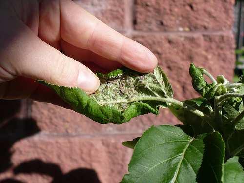Insect Challenges Aphids Spider Mites Chewing Insects