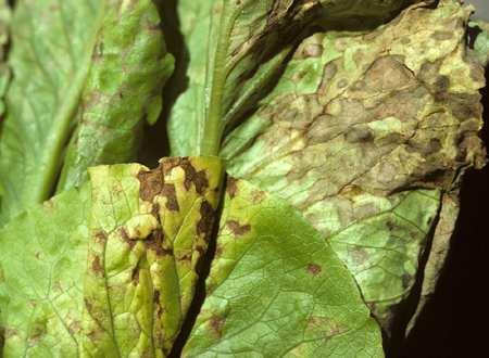 Disease Challenges Leaf Spots Fixed coppers Read and