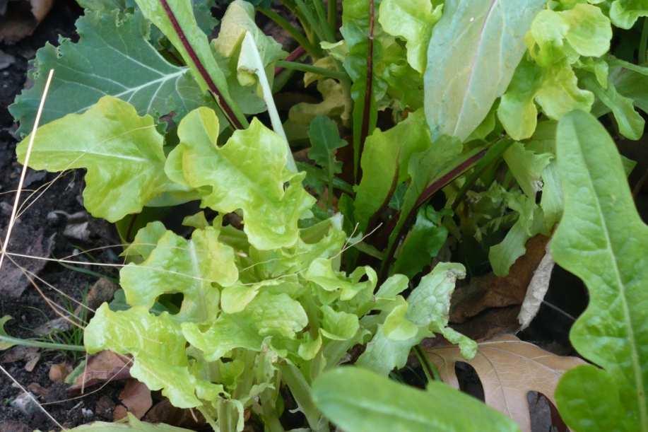 Salad Types of Greens