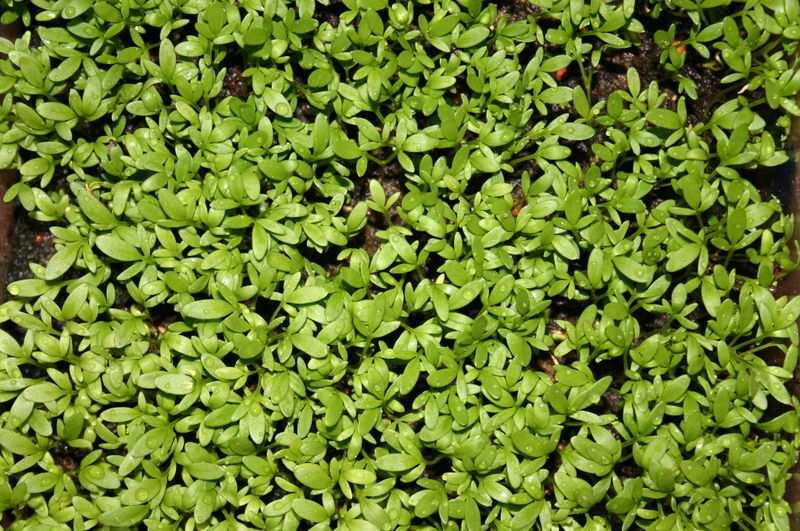 Used at all sizes Cress & Watercress Garden