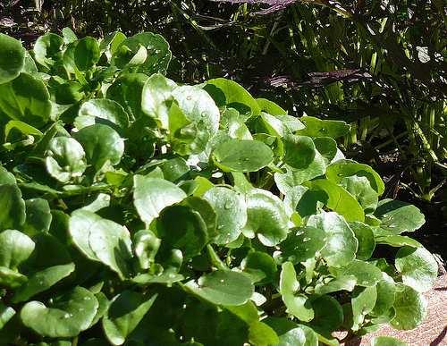 Very fast growing Watercress Nasturtium
