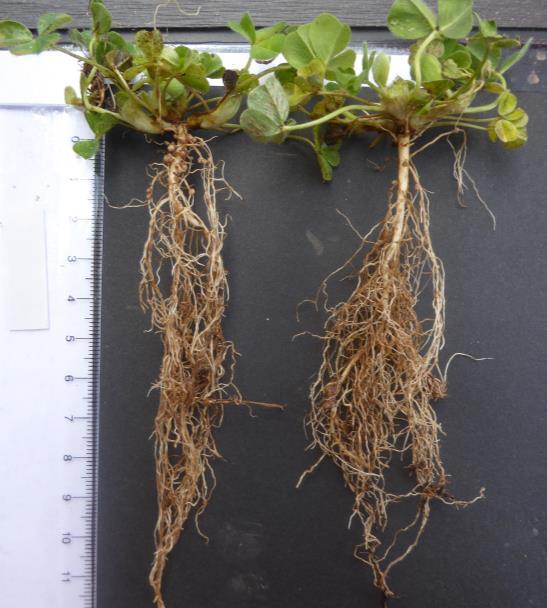 Subterranean clover plant from a site that had been treated with 5g/ha Metsulfuron-methyl (plants on the right of each picture) and from an unsprayed area within the same paddock (plants on the left