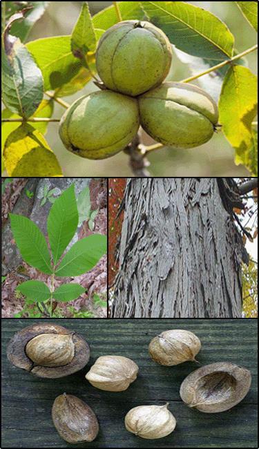 Shagbark hickory (Carya ovata) Description: The wood is tough and resilient, making it suitable for products subject to impact and stress.