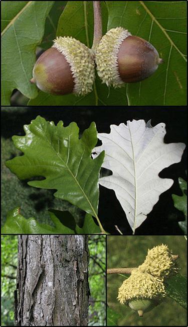 Swamp white oak (Quercus bicolor) Description: Its hard, strong wood is commercially valuable and is usually cut and sold as white oak.