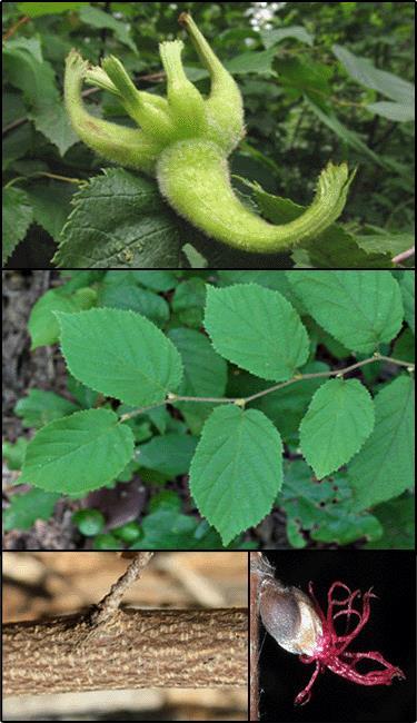 Beaked hazelnut (Corylus cornuta) Description: Considered imperiled globally due to its rarity by The Nature Conservancy. Habit: Small shrub, often in clumps reaching up to 6 feet tall.