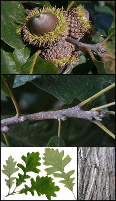 Bur oak (Quercus macrocarpa) Description: Largest acorns of all native oaks and is very drought resistant. The wood is commercially valuable and marketed as white oak.