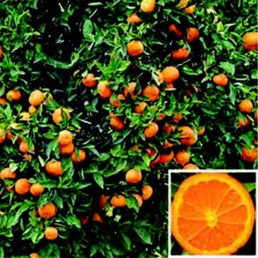 winters are less cold. The chief fruits are sweet orange, mandarin, grapefruit, lime, lemon, litchi, grape, guava, phalsa, fig, pomegranate, avocado etc.