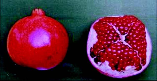 Pomegranate (Punica granatum) Family: Punicaceae It is a deciduous shrub or tree. Branches are slender and somewhat thorny.