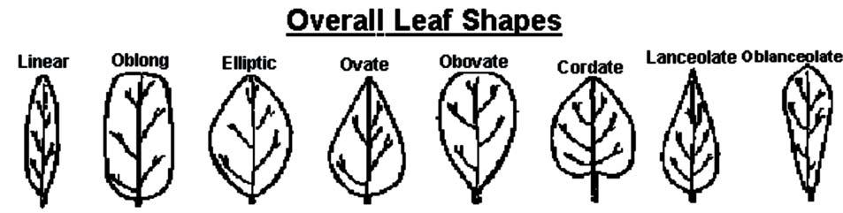 Characterizing the foliage is a great way to start the process of identifying a plant. Several terms are used to describe the overall shape, tip, and margins of leaves or leaflets.