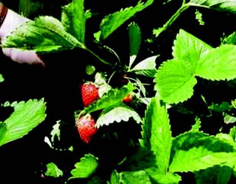 Strawberry (Fragaria x annanasa) Family: Rosaceae The strawberry is a