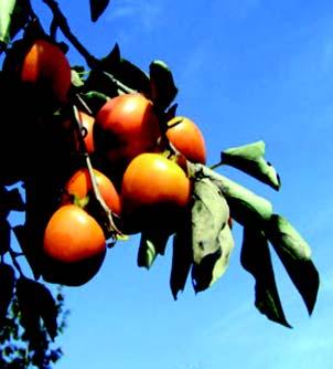 The persimmon fruit are round to oval, yellowish-green to orange or