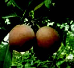 Fruit is a drupe, egg or round shaped.