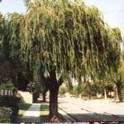 Agonis flexuosa Willow Myrtle Description Height Width Flowers/fruit/foliage Water Soils Care Uses A round-headed tree with semiweeping branches, well-clothed in