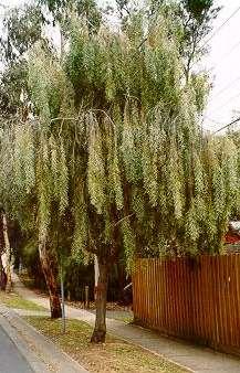 Acacia pendula Weeping Myall Description Height Width Flowers/fruit/foliage Water Soils Care Uses Long lived, upright acacia with pendulous branches and silvery foliage.