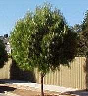 Geijera parviflora Wilga, Australian Willow An elegant, highly ornamental tree that is very slow growing.