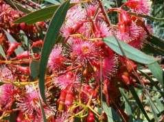 Eucalyptus torquata Coral Gum Description Height Width Flowers/fruit/foliage Water Soils Care Uses Small to medium heavy flowering eucalypt 6-11m 6-10 Coral pink flowers during summer, greygreen