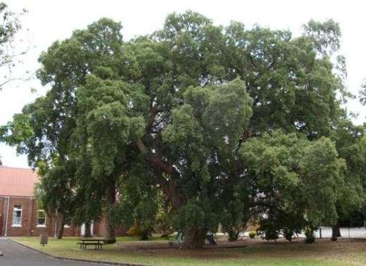 Quercus suber Cork Oak Description Height Width Flowers/fruit/foliage Water Soils Care Uses A broad, spreading evergreen tree with an open canopy. Slow-growing and long-lived.