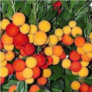 Arbutus unedo Strawberry Tree A slow growing long lived evergreen tree (over 100 years).
