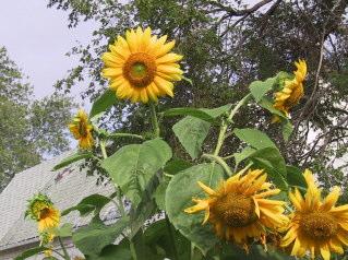 The Sunflowers took over in the veggie garden!