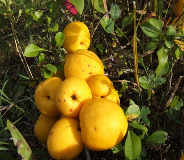 Breeding and variety testing Breeding of Japanese quince Chaenomeles japonica (Thunb.)Lindl.
