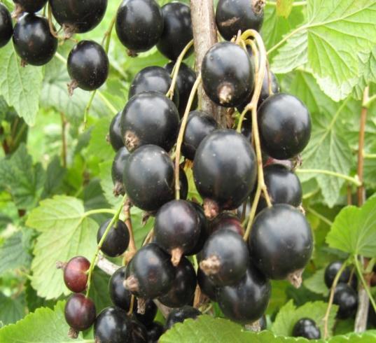 Breeding and variety testing Blackcurrant breeding Karina ('Lentiai' x 'Intercontinental') Registered in Latvia 2012, Lithuania 2013, planned - in Sweden. Winterhardiness good.