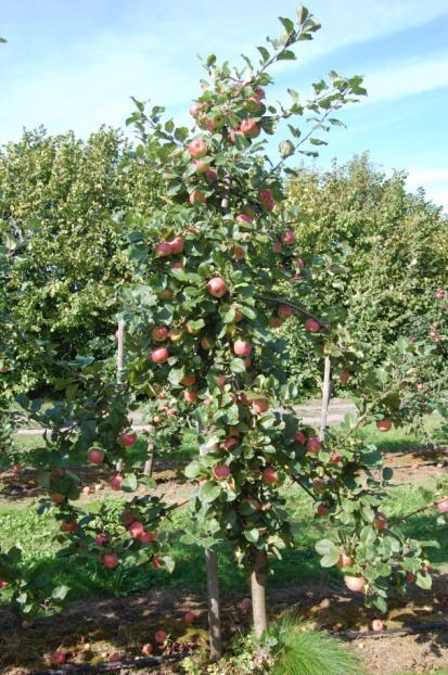 Orchard management Testing of rootstocks At the moment research provided in: - about 10 trials of apple, using rootstocks bred in Russia (Budagovsky