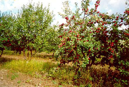 Orchard management Observations on the rootstock suitability for different growing conditions, including plant density per area