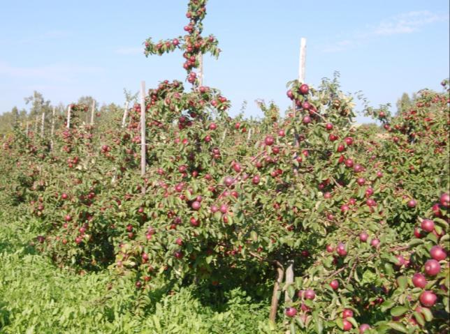 Orchard management The cultivars Antej, Beloruskoje Malinovoje, Kovalenkovskoje, Auksis, Rubin (Kazakhstan), Saltanat, Sinap Orlovskij, Zarja