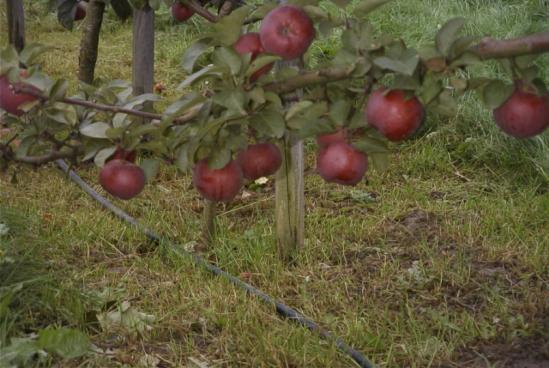 Orchard management Soil moisture and fertilization Apple trials for the providing optimal moisture regime in soil,