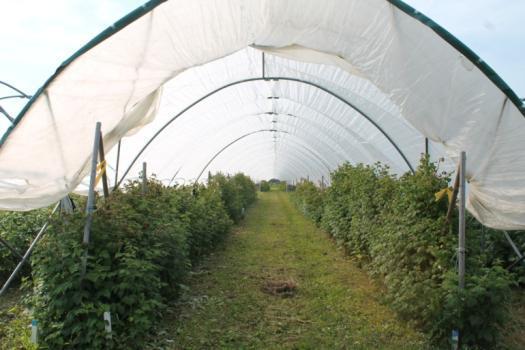 (Haygrove and FVG) on yield and fruit quality of floricane raspberry