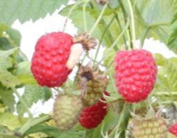 tunnels (Haygrove) on yield and fruit quality Two strawberry trials