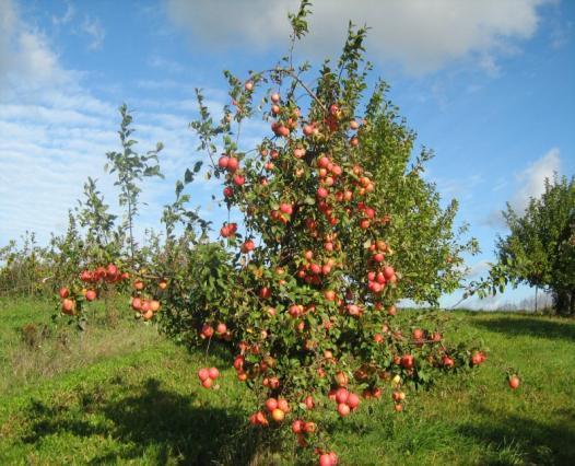 Breeding and variety testing Methods of breeding Currently two breeding programms are supported by Latvian Ministry of Agriculture for apple and raspberries 1.Careful choice of parent cultivars 2.