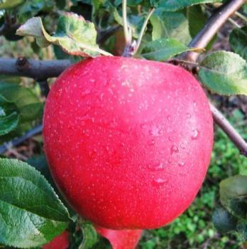 Breeding and variety testing Edite Apple breeding New cultivars registered in Latvia (2009-2012) Resistances Notes Roberts Gita Scab (Vf), Nectria Scab (Vf), mildew (polygenic) Dace Scab (Vf) Good