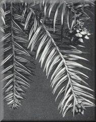 Tiger-tail spruce, Picea polita,