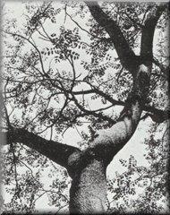 Crinodendron hookerianum Fig 18.