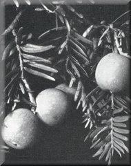 Podocarpus salignus Fig 24.