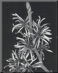 Umbrella pine, Sciadopitys
